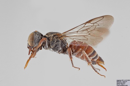 [Caenoprosopis crabronina female (lateral/side view) thumbnail]